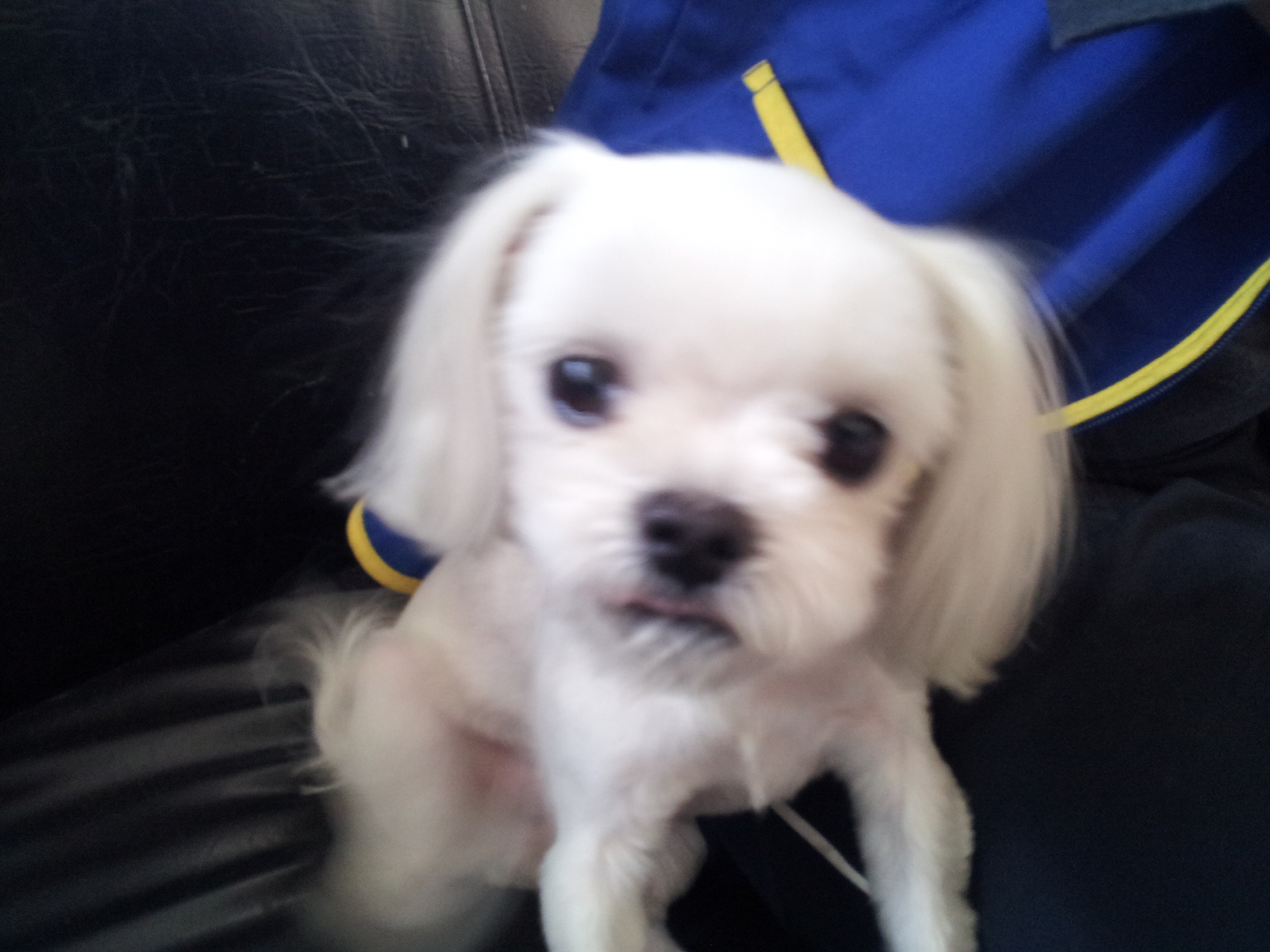 [보호중]부천 소사 부일중학교에서 "말티즈" 여아 보호중입니다.