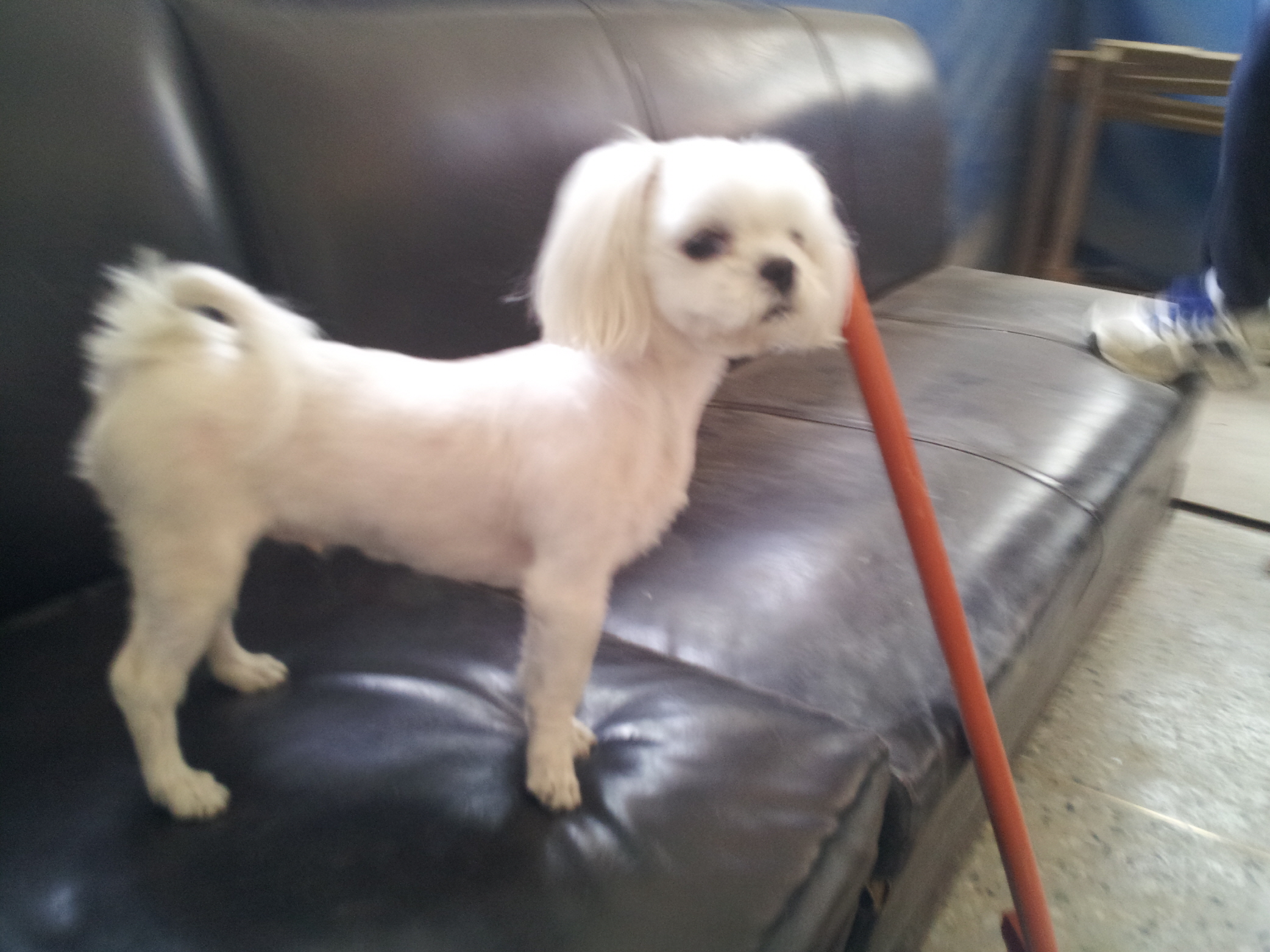 [보호중]부천 소사 부일중학교에서 "말티즈" 여아 보호중입니다.