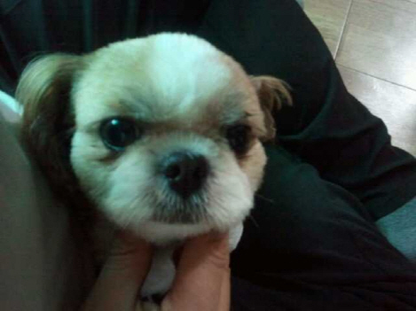 강북구 번동 근처 시츄(미순이) 보신분들...