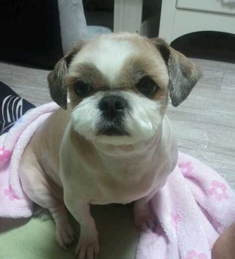 강북구 번동 근처 시츄(미순이) 보신분들...