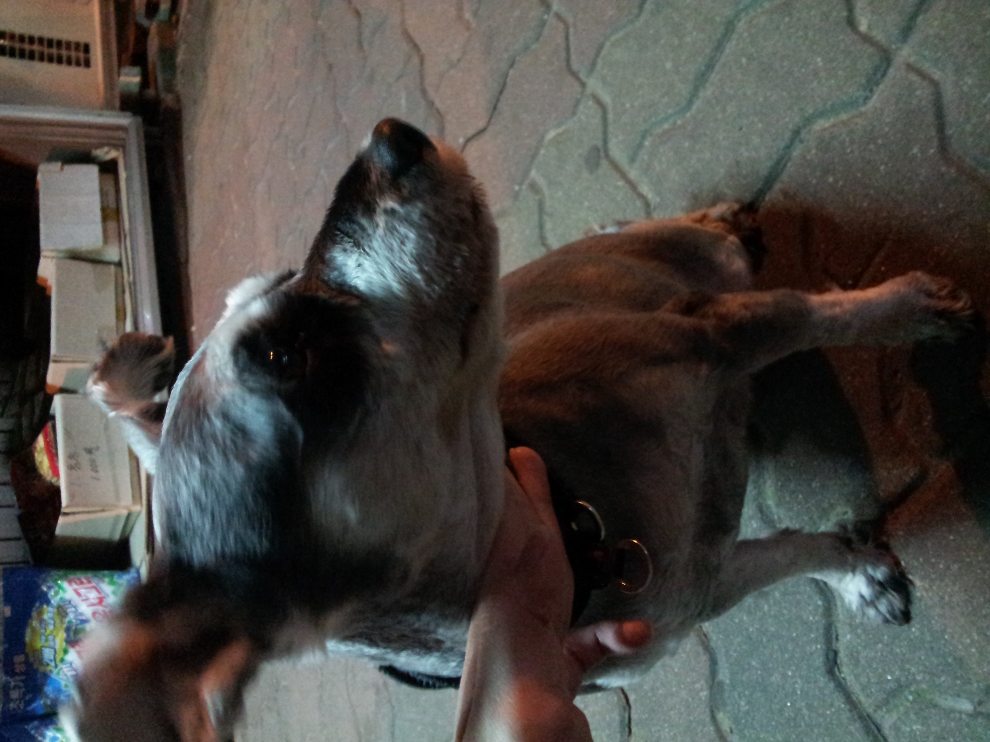 서울시 중랑구 면목4동 슈나우저 주인 찾습니다~