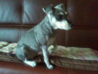 의왕시 포일동 동부시장근처 슈나우져 찾아요