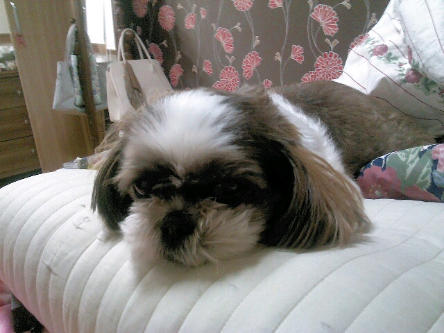 서울 강동구 시츄 여아를 찾습니다.