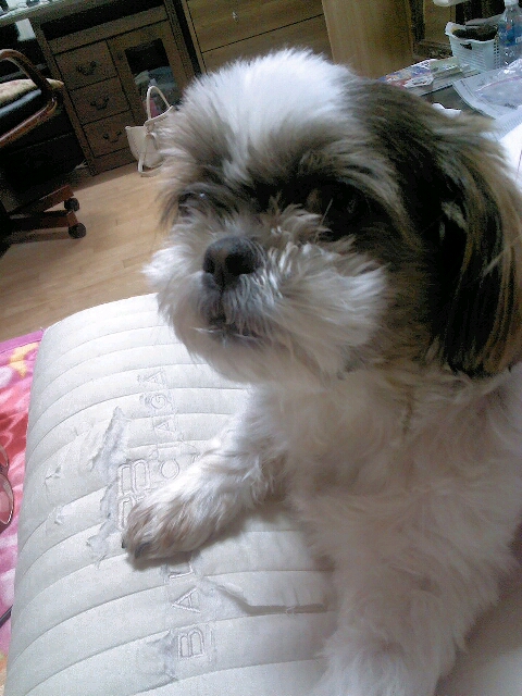 서울 강동구 시츄 여아를 찾습니다.