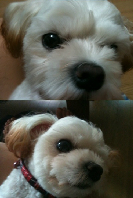 화곡1동 중앙시장 말티즈 잃어버렸습니다