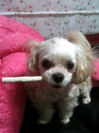 화곡1동 중앙시장 말티즈 잃어버렸습니다