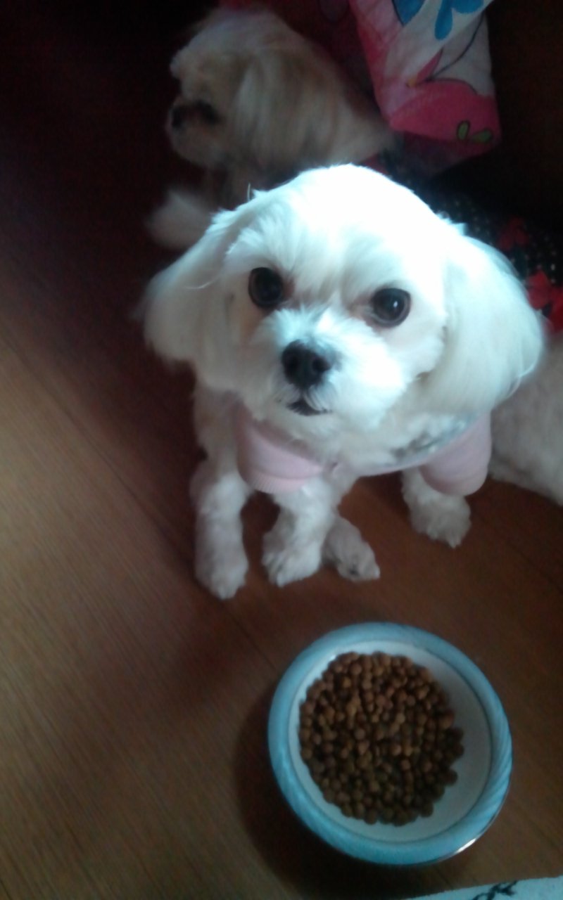 관양동수촌마을 인근  말티즈 여아 동이를 찾습니다 