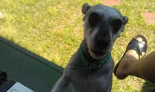 서울 성북구 정릉4동 정릉시장/우체국에서 강아지를 잃어 버렸습니다.