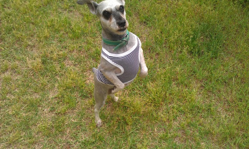 서울 성북구 정릉4동 정릉시장/우체국에서 강아지를 잃어 버렸습니다.