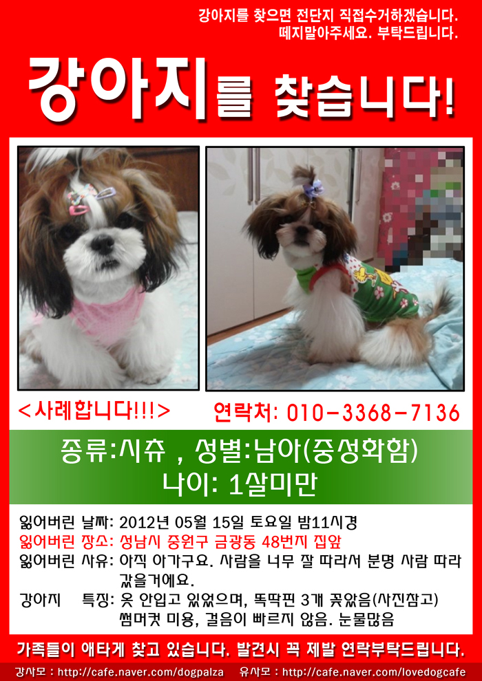 성남 중성화한 시츄 남아 찾아요~~~사례합니다