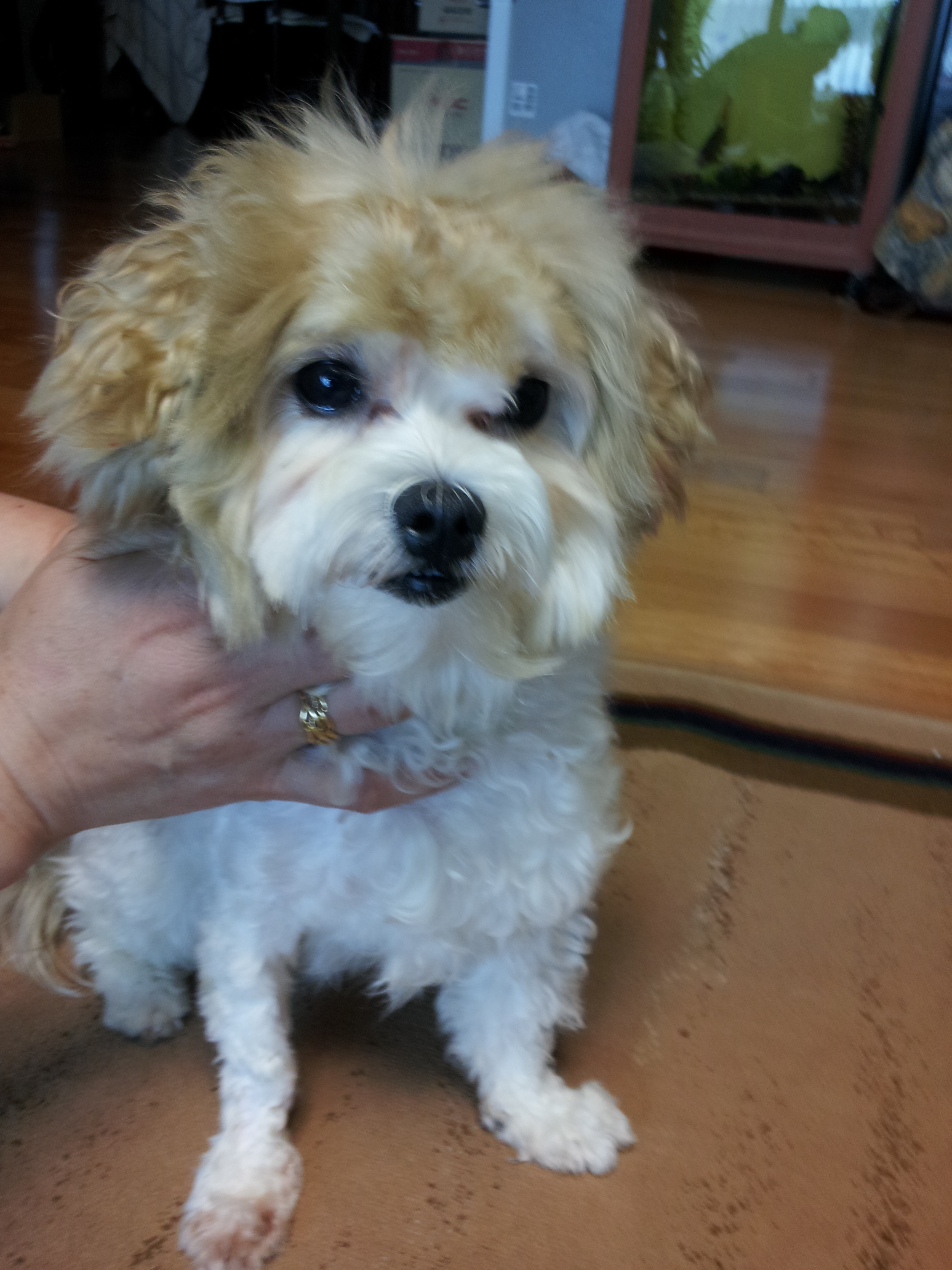 주인을 찾습니다. 전주시 부영 3차 아파트 근처에서 발견 된 아이