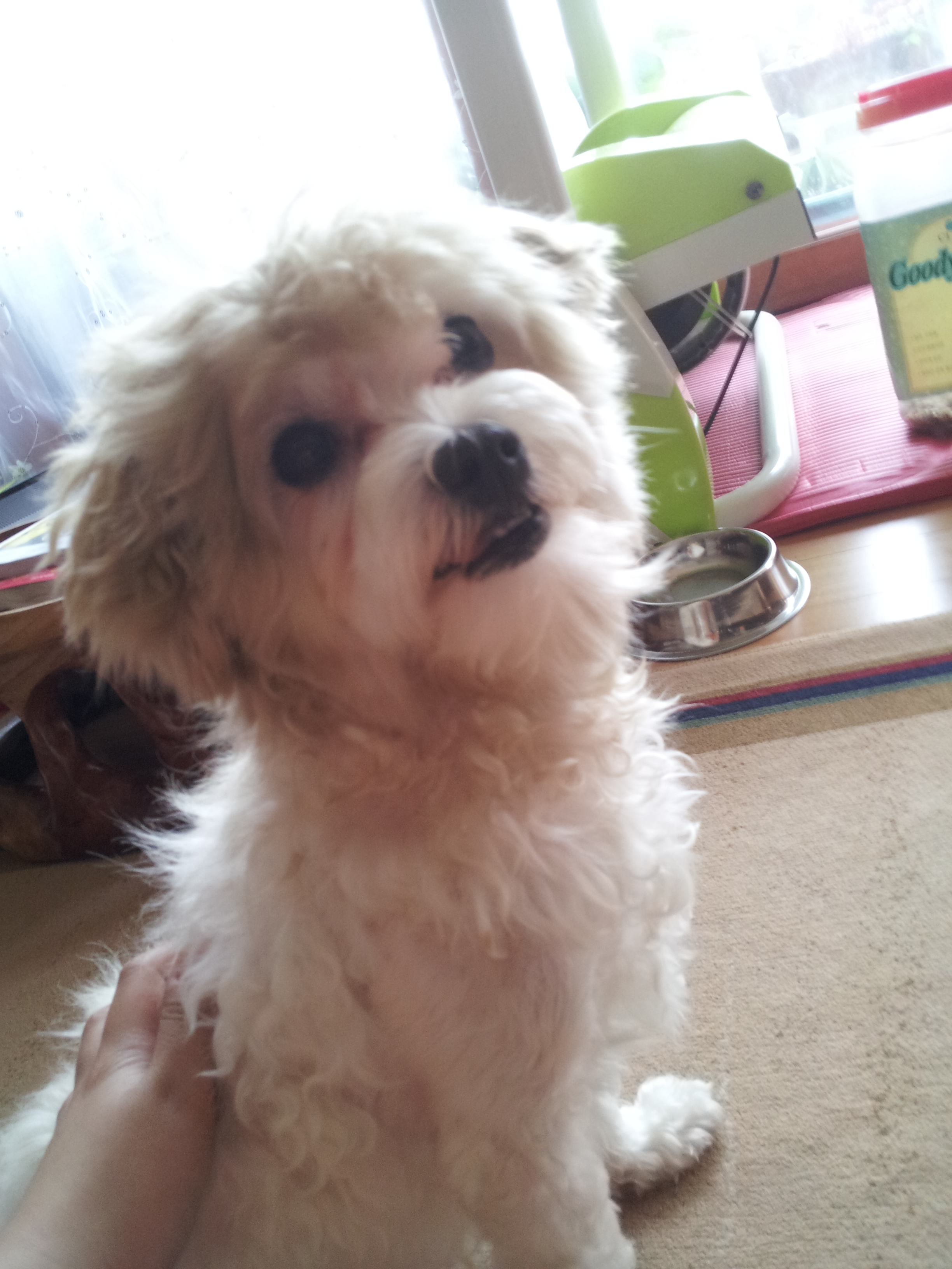 주인을 찾습니다. 전주시 부영 3차 아파트 근처에서 발견 된 아이