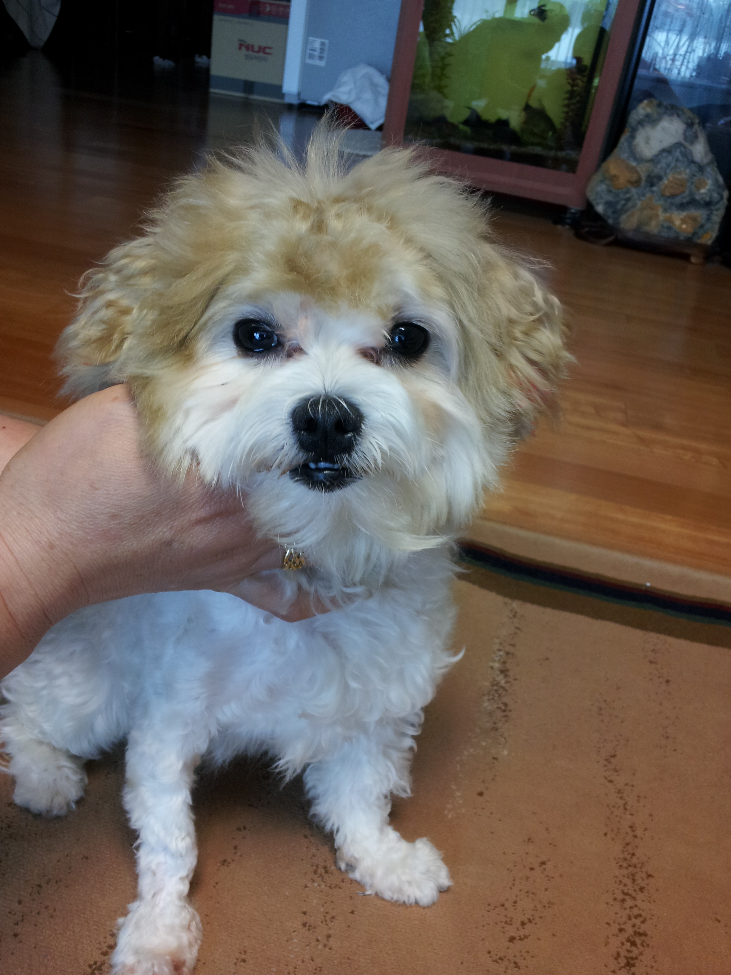 주인을 찾습니다. 전주시 부영 3차 아파트 근처에서 발견 된 아이