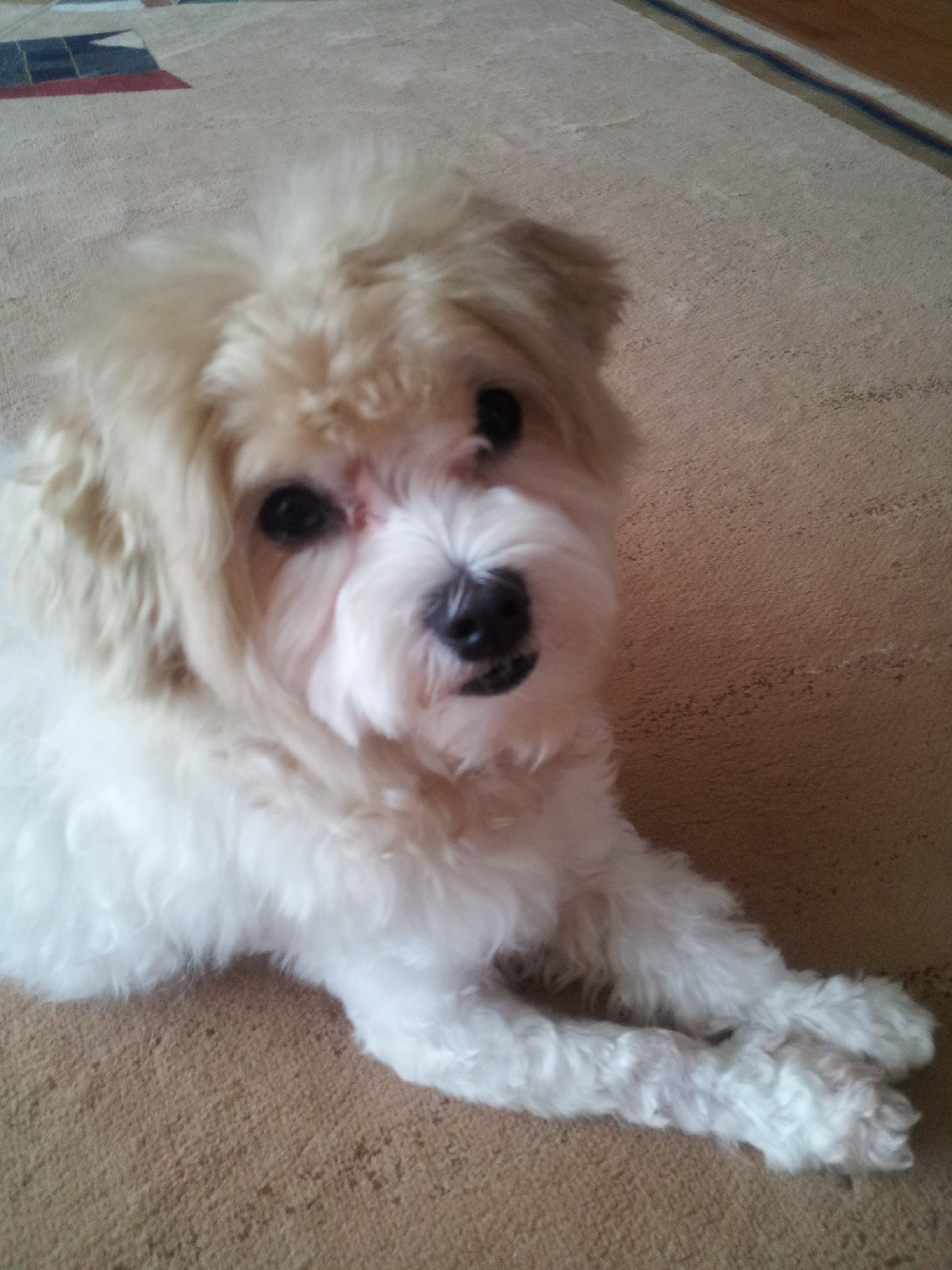 주인을 찾습니다. 전주시 부영 3차 아파트 근처에서 발견 된 아이