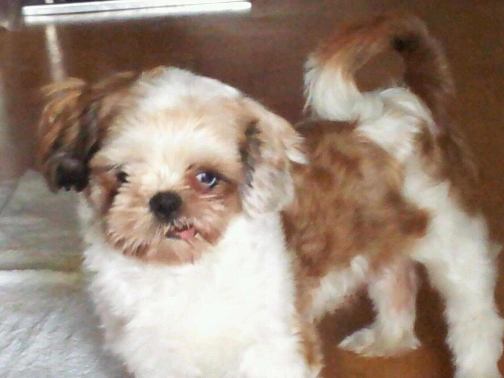 시츄 보호하고있어요