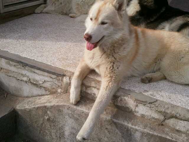 사모예드와 허스키좀찾아주세요 사례합니다