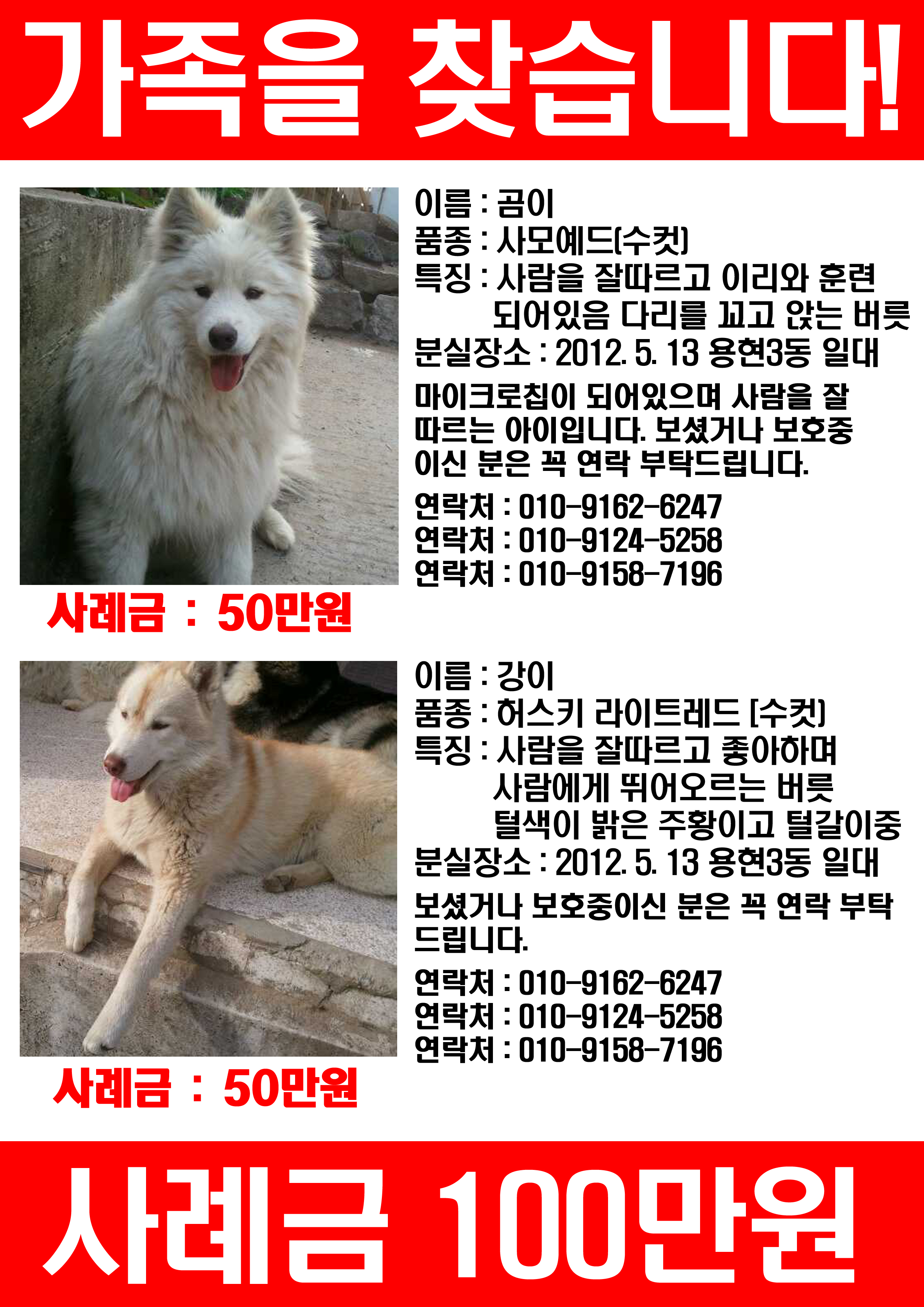 사모예드와 허스키좀찾아주세요 사례합니다