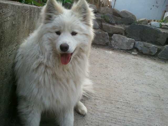 사모예드와 허스키좀찾아주세요 사례합니다