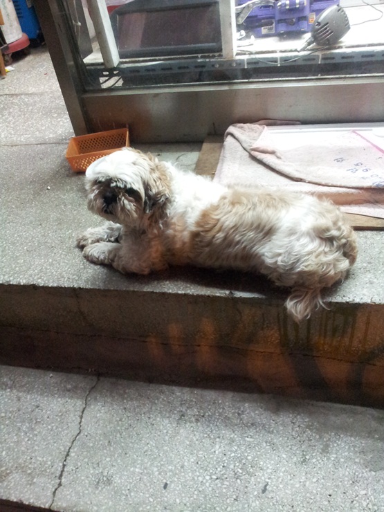 개 주인을 찾습니다.