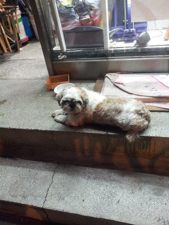 개 주인을 찾습니다.