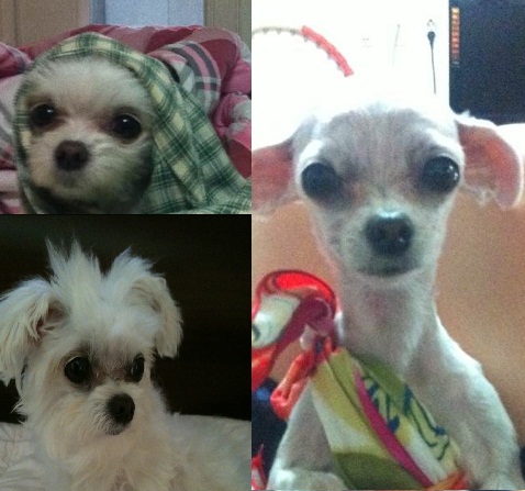 흰색(하얀) 말티즈 여자 칠곡에서 잃어버린 강아지 찾습니다. 