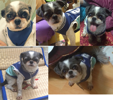 부산 수영구 광안동 시츄 수컷 불쌍한아이 찾습니다 꼭 봐주세요 