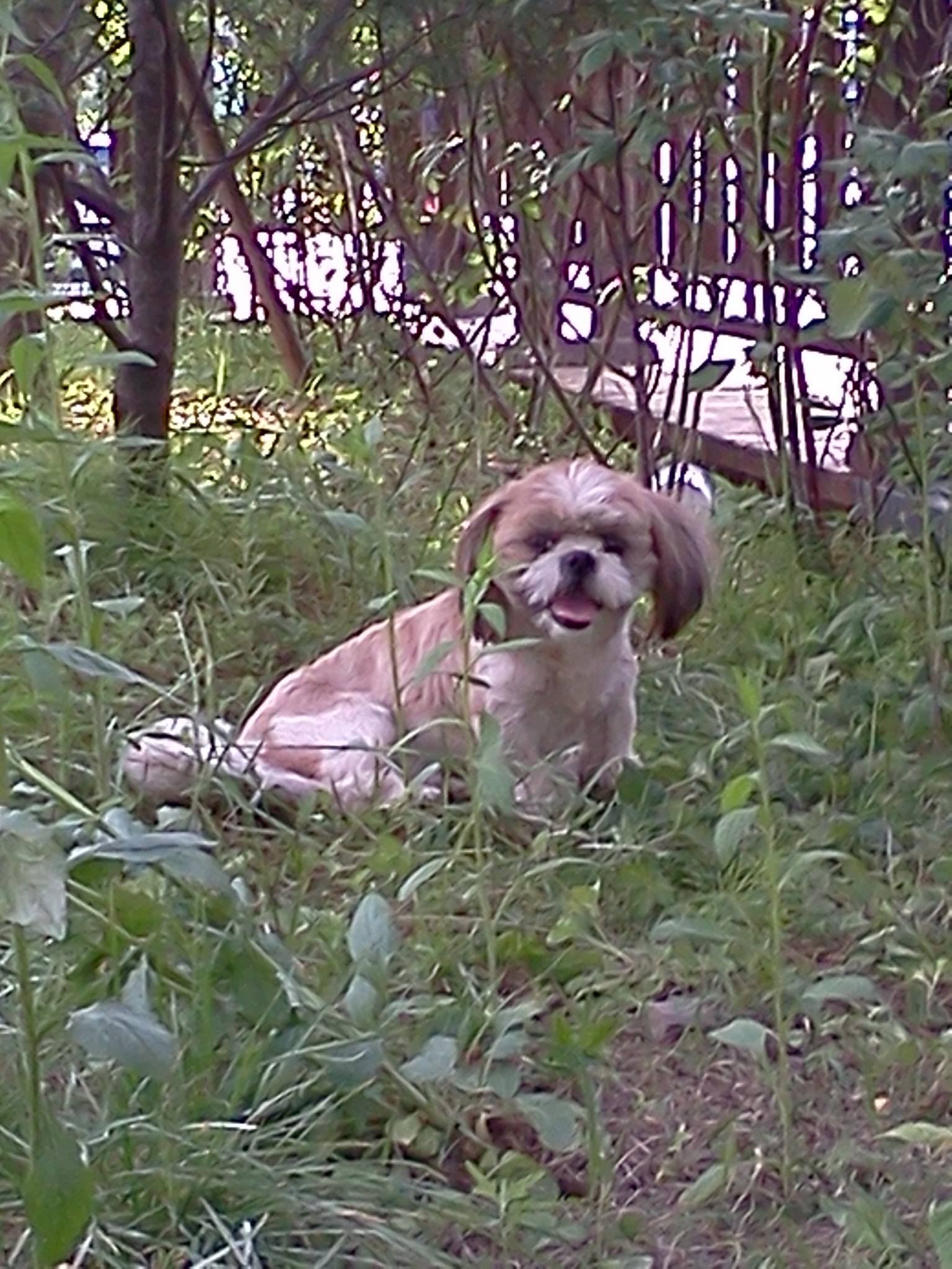 주인찾아요!! 인천 남동구. 시츄 남아 구청 인계