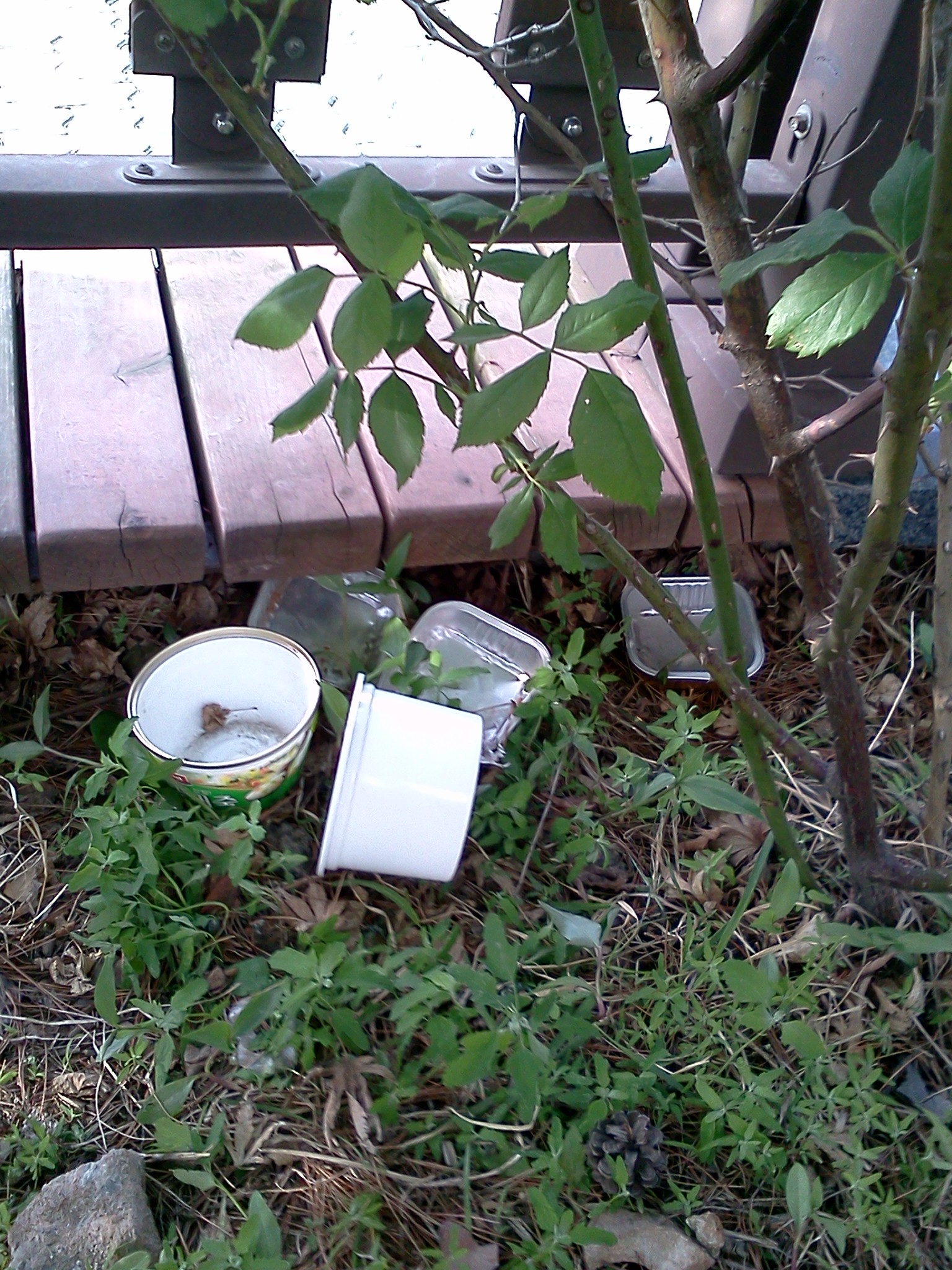 주인찾아요!! 인천 남동구. 시츄 남아 구청 인계