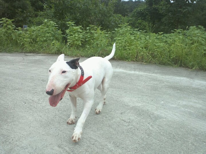 불테리어를 찾습니다!!