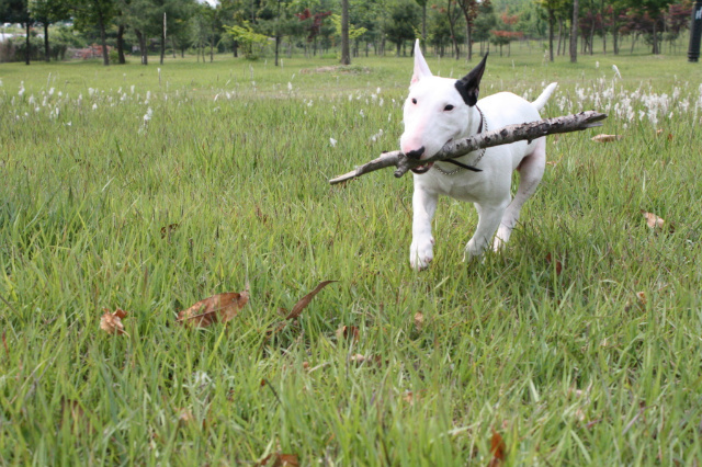 불테리어를 찾습니다!!
