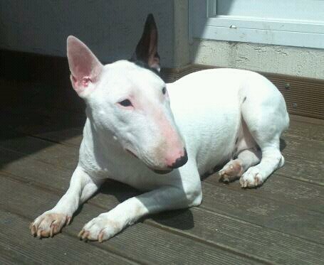 불테리어를 찾습니다!!