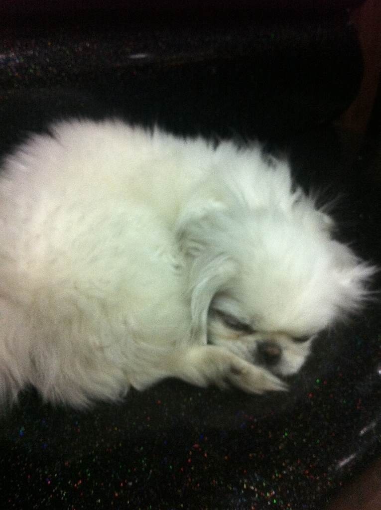 패키니즈 보호하고 있습니다.