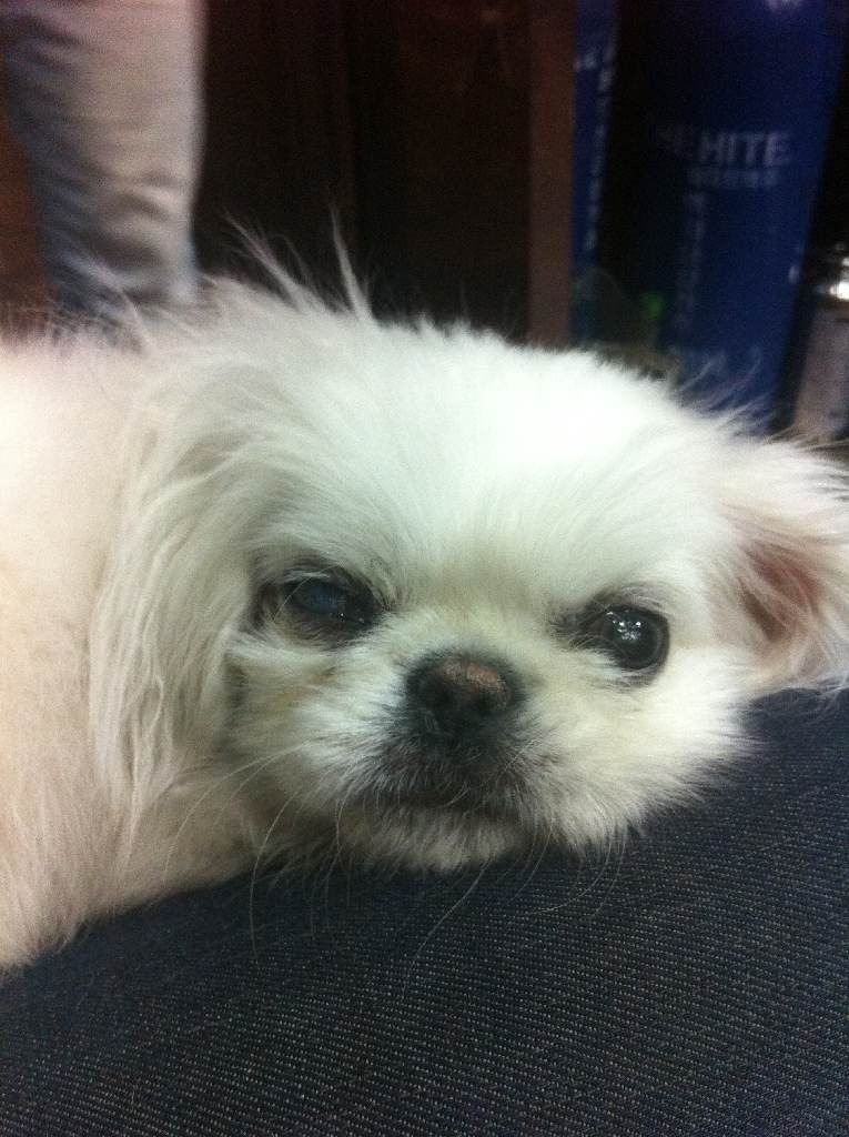 패키니즈 보호하고 있습니다.