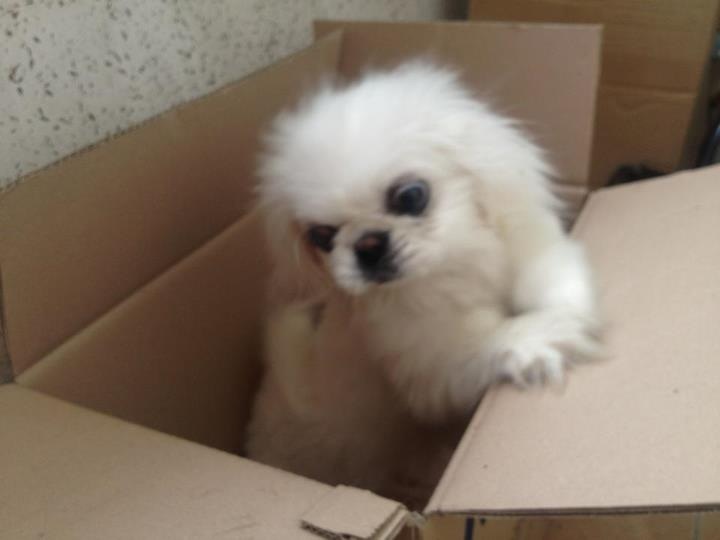 패키니즈 보호하고 있습니다.