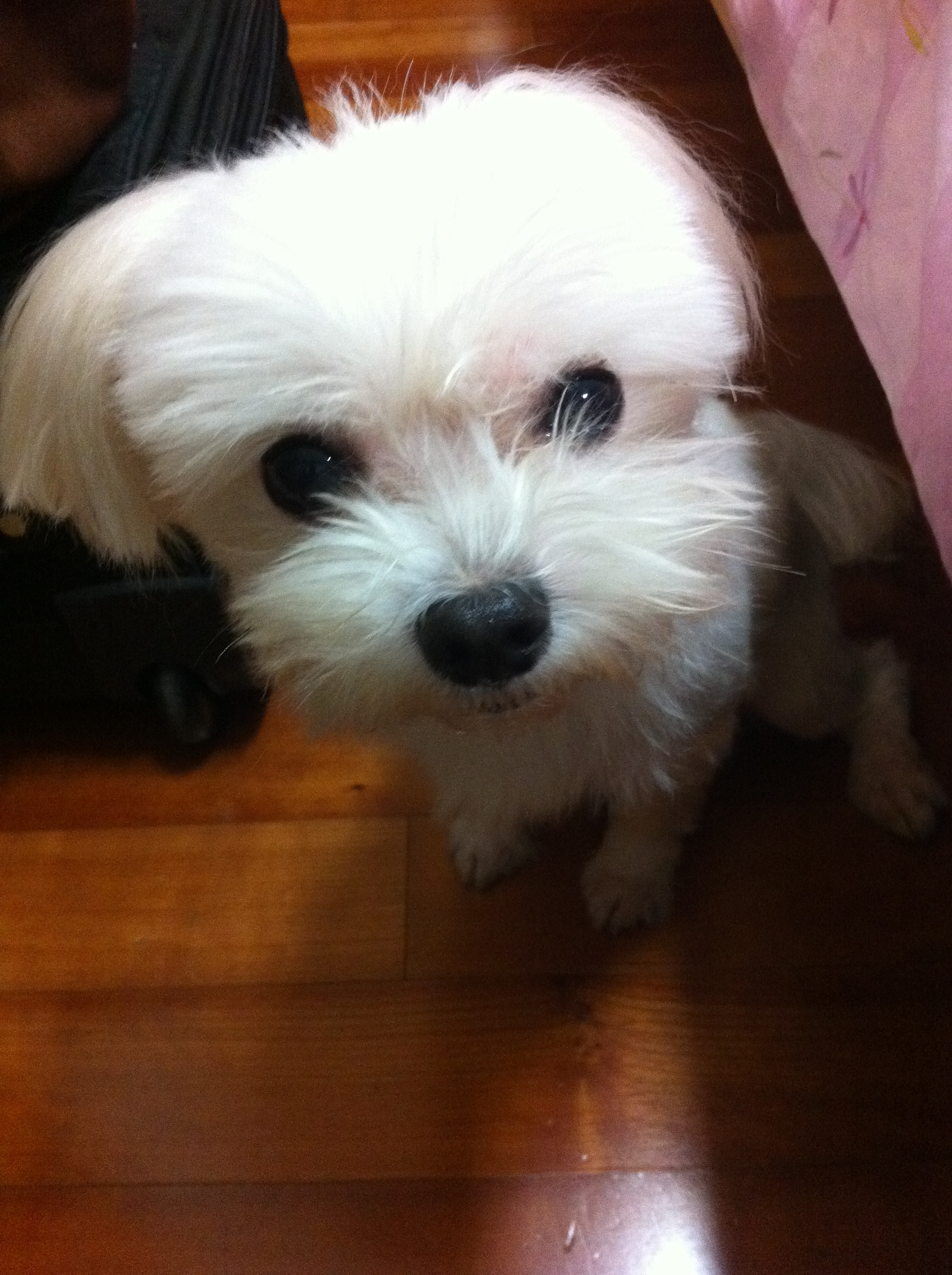 서초구반포주공아파트 하얀말티즈 수컷 찾아요