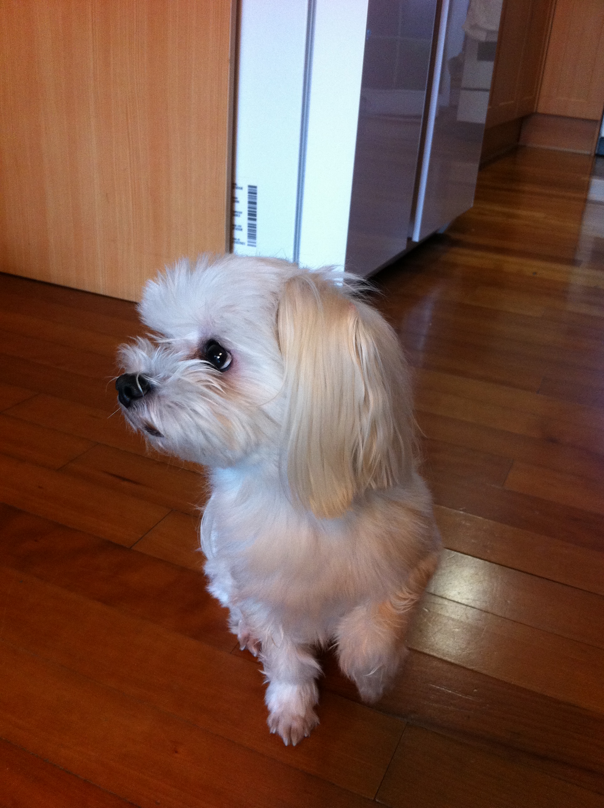 서초구반포주공아파트 하얀말티즈 수컷 찾아요