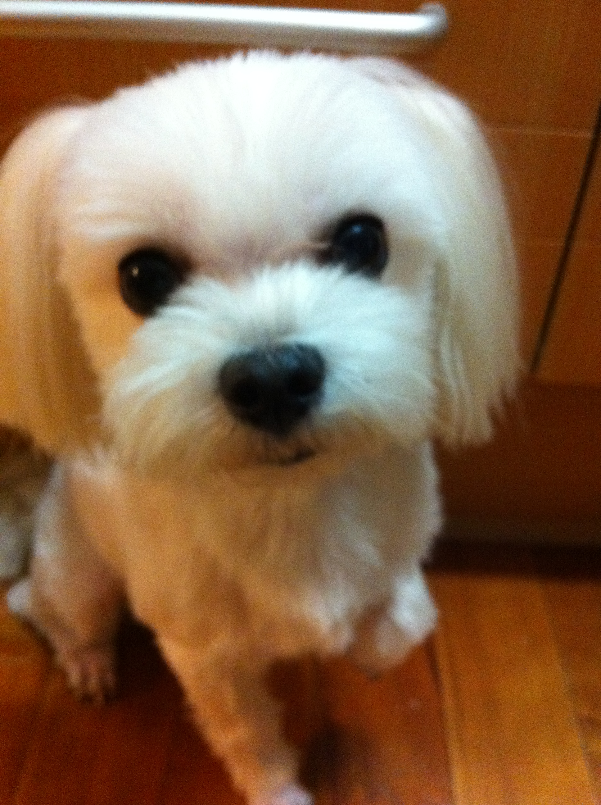 서초구반포주공아파트 하얀말티즈 수컷 찾아요