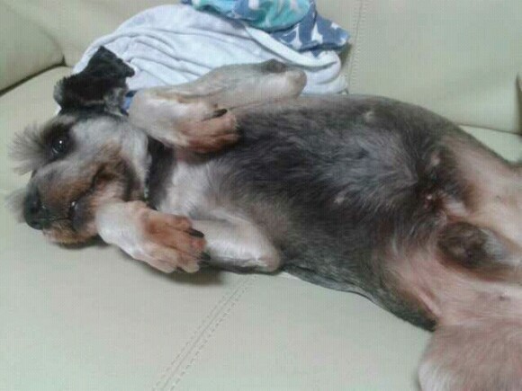 슈나우저 남아 공주시 신관동 주공2단지 아파트부근 찾아요