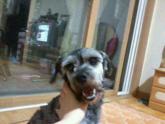 슈나우저 남아 공주시 신관동 주공2단지 아파트부근 찾아요