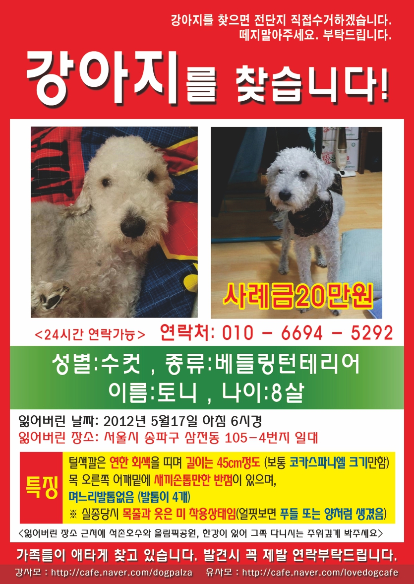 강아지를 찾아요 사례합니다.