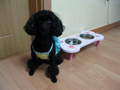 검정색푸들 찾습니다