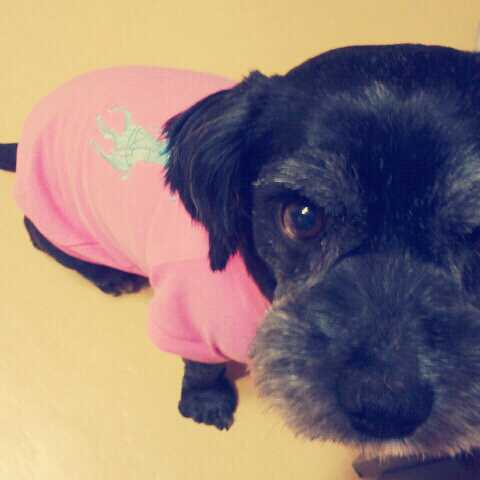 5월24일 서울 성신여대역부근 검정색 믹스견 찾습니다. 사례금50만원