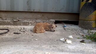 천안시 단국대학교 근처 유실견 발견