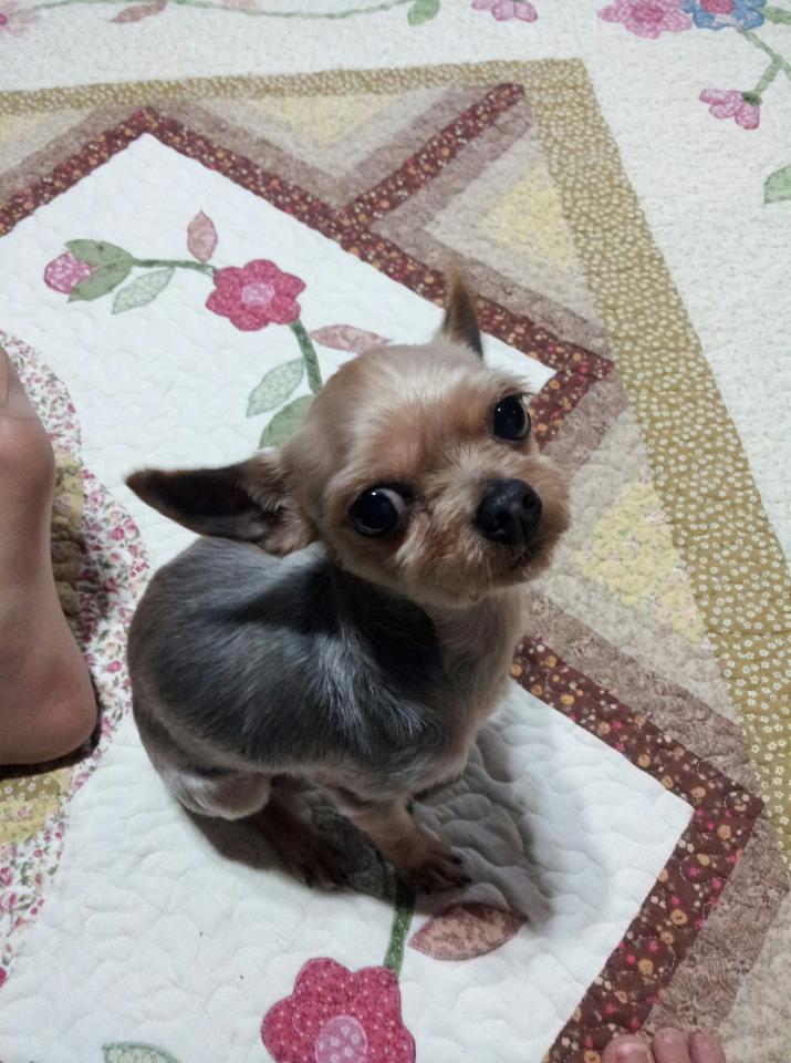 대전 7살 요크셔 여 "제니"를 찾습니다