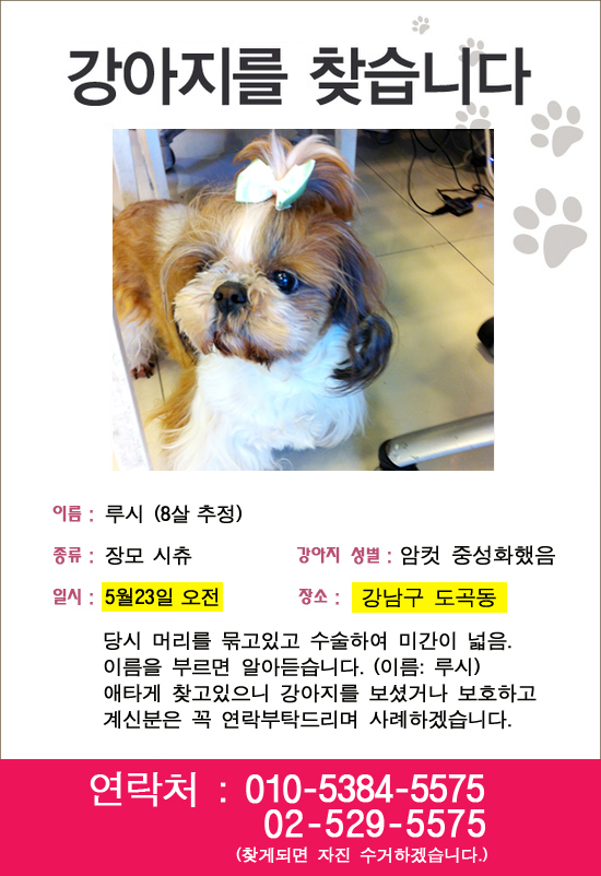 루시 (시츄-강남구 도곡동)를 찾습니다.