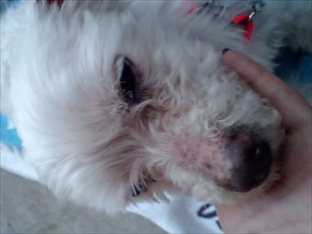 종로구창신동.말티즈남아보호중임