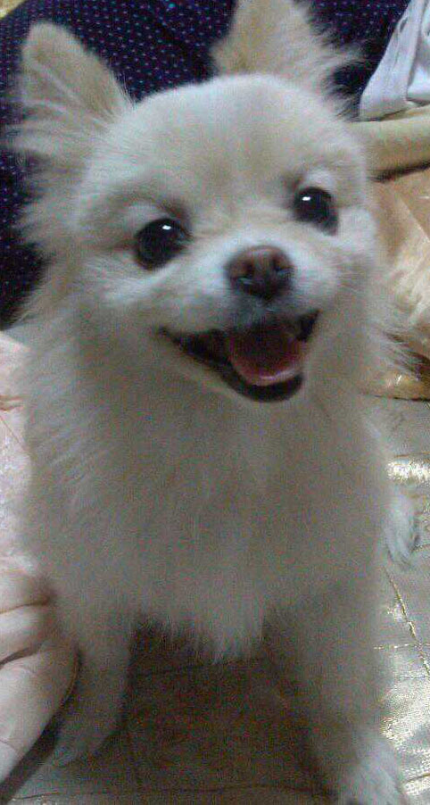 청주 예술의 전당에서 잃어버린 강아지를 찾습니다!