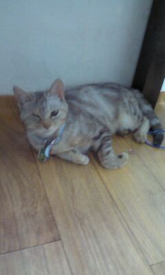 전주시 금암동 애꾸눈 고양이 복돌이를 찾습니다.