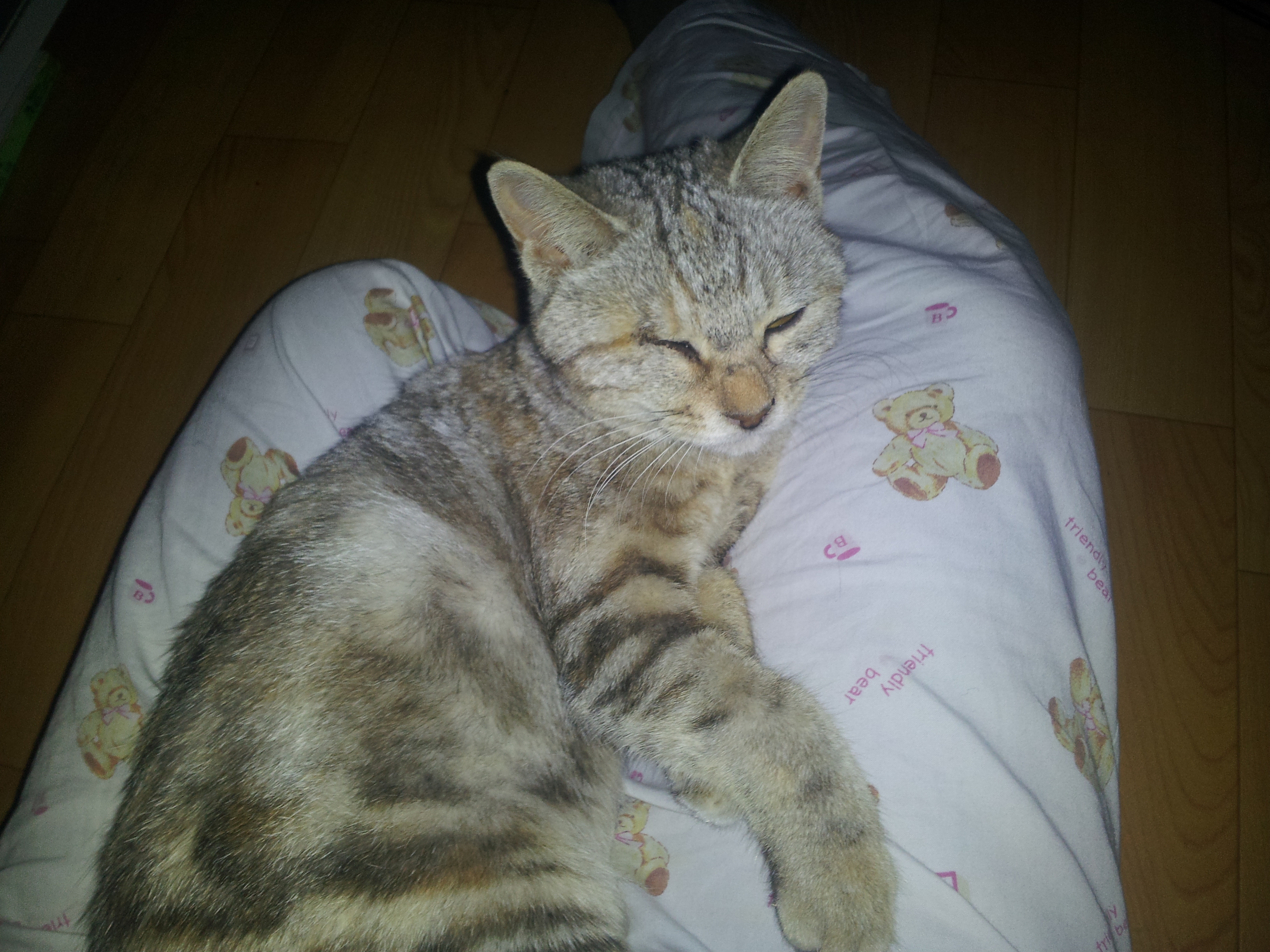 전주시 금암동 애꾸눈 고양이 복돌이를 찾습니다.