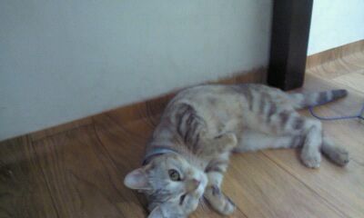 전주시 금암동 애꾸눈 고양이 복돌이를 찾습니다.